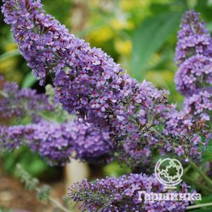 

Буддлея Лочинч