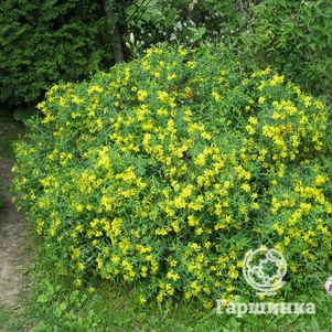 

Зверобой Хидкот