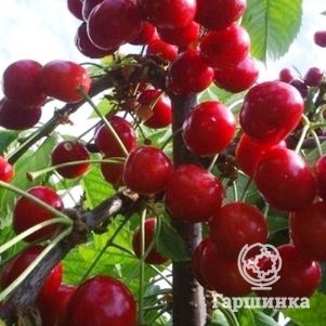 

Черешня Аделина