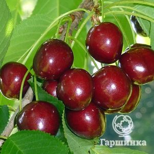 

Черешня Овстуженка