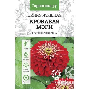 

Цинния изящная Кровавая Мэри