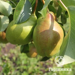 

Груша Чудесница