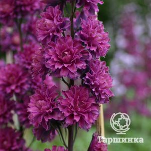 

Дельфиниум Шотландский Фламенко