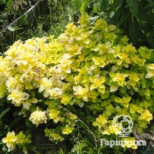 

Душица Голд Наггет