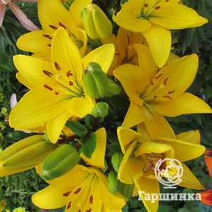 Лилия Эль Диво ЛА-гибрид желтая