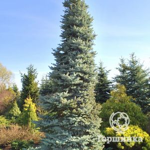 

Ель колючая Олденбург голубая