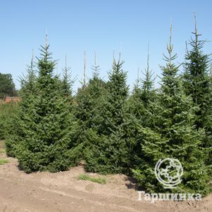 

Ель сербская