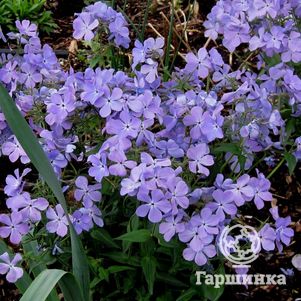 Флокс Блу Мун растопыренный