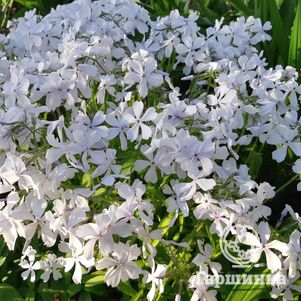 

Флокс Мэй Бриз растопыренный