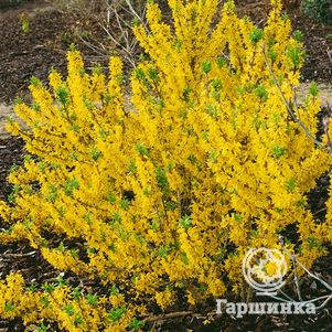 

Форзиция Микадор