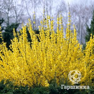 

Форзиция Уикэнд