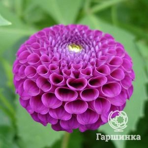 

Георгина Франц Кафка помпонная