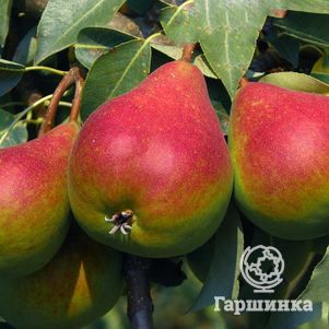 

Груша Отраденская