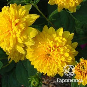 

Гелиантус (подсолнечник) Лоддон Голд