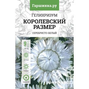 

Гелихризум Королевский размер серебристо-белый