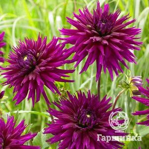 

Георгина Амбишн кактусовидная