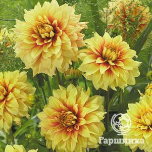 

Георгина Даззлинг Сан декоративная