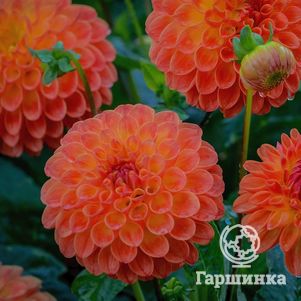 

Георгина Джовей Шанталь шаровидная