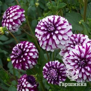 

Георгина Эдинбург декоративная