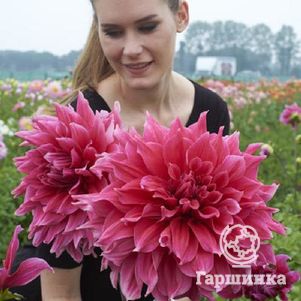 

Георгина Эмори Паул (МАКСИ) декоративная