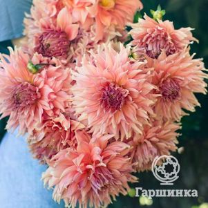 

Георгина Файрвей Спур (МАКСИ) декоративная