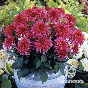 

Георгина Геллери Арт Нуво бордюрная