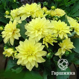 

Георгина Геллери Пинто бордюрная