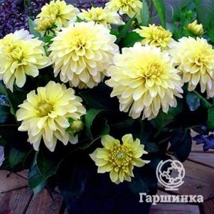 

Георгина Геллери Серенада бордюрная