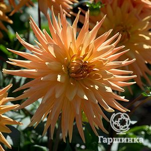 

Георгина Голд Кроун кактусовидная