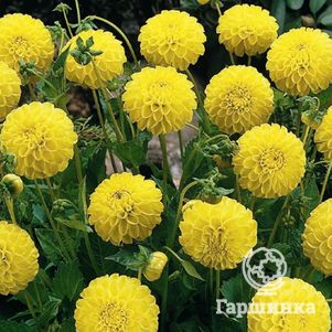 

Георгина Голден Тач (Золотое прикосновение) помпонная