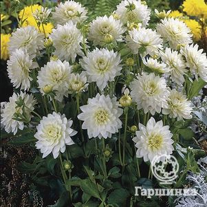 

Георгина Карма Мартен Зваан декоративная