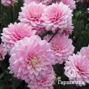 

Георгина Карма Просперо декоративная