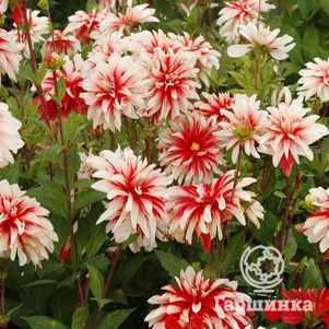 

Георгина Кэтчинг Фаер декоративная