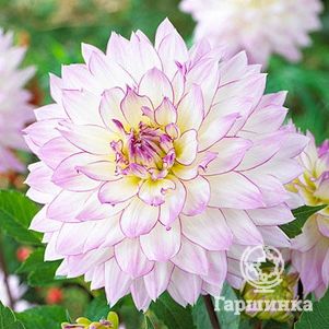 

Георгина Крейзи Лав декоративная