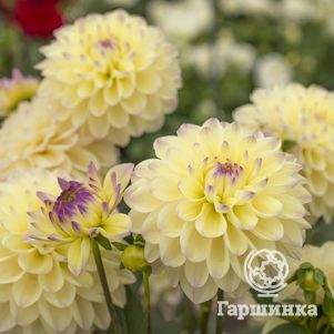 

Георгина Лейк Кери бордюрная