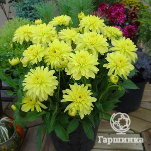 

Георгина Мелоди Латин бордюрная