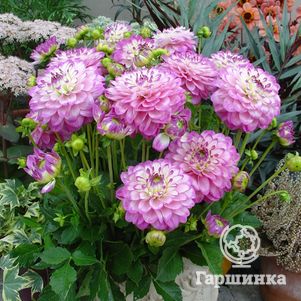 

Георгина Мелоди Дикси бордюрная