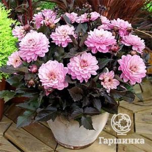 

Георгина Мелоди Хармони бордюрная