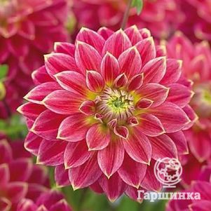 

Георгина Мистер Оптимист декоративная