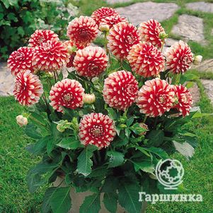 

Георгина Мюзет бордюрная