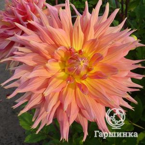 

Георгина Омега бахромчатая