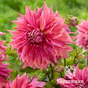 

Георгина Пенхил Дарк Монарх декоративная