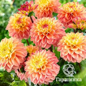 

Георгина Принцесса Элизабет бордюрная