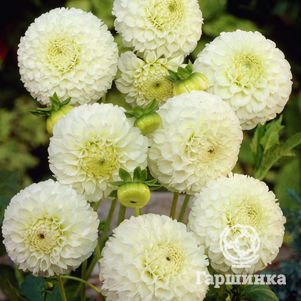 

Георгина Сноуфлейк шаровидная