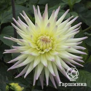 

Георгина Шутинг Стар кактусовидная