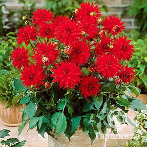 

Георгина Ред Пигми бордюрная