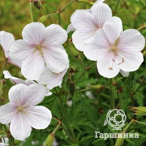 

Герань садовая Кашмир Вайт