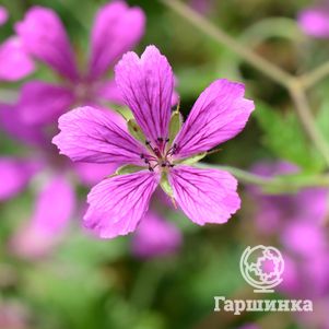 

Герань садовая А.Т. Джонсон