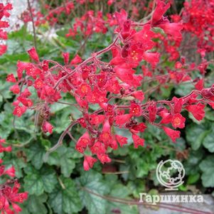 

Гейхера Лючкафер