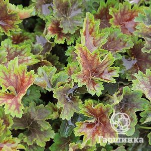 

Гейхера Марвелос Марбл